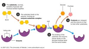 Digestive Enzymes