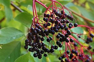 Elderberry